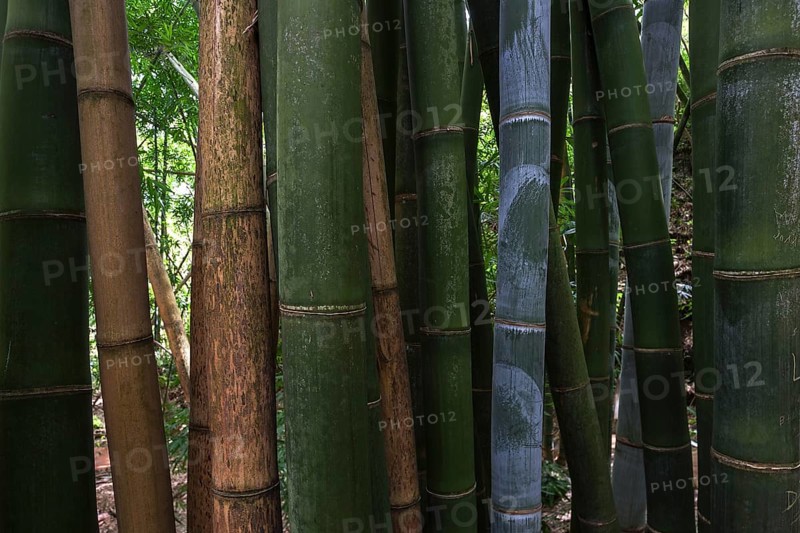 Giant bamboo (Dendrocalamus giganteus)