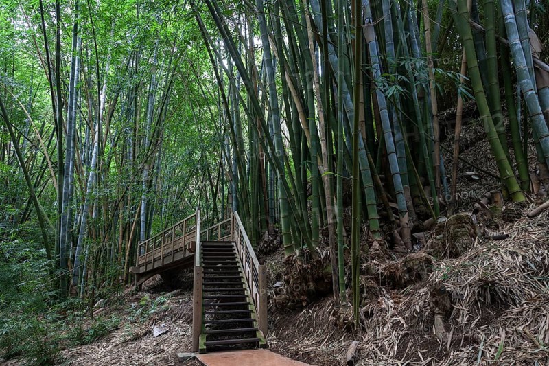 Giant bamboo (Dendrocalamus giganteus)