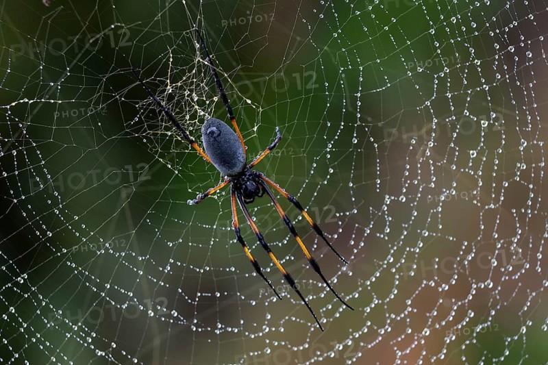 Golden Silk Orb-weaver