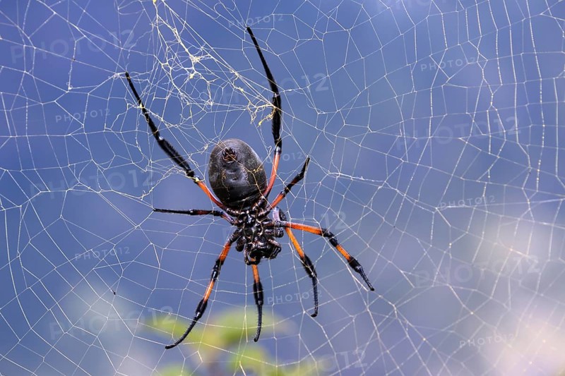 Golden Silk Orb-weaver