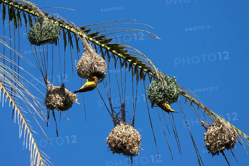 Village Weaver or Spotted-backed Weaver (Ploceus cucullatus) building a nest