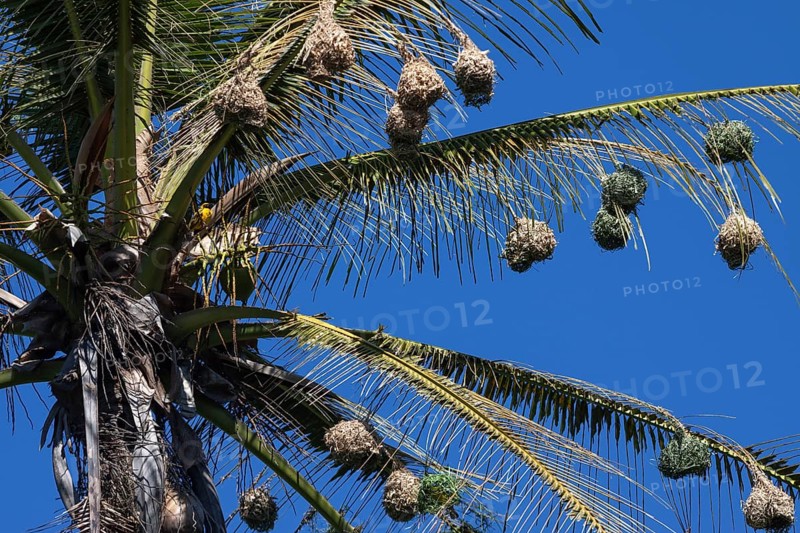 Village Weaver nests hanging from the leaves of a palm tree