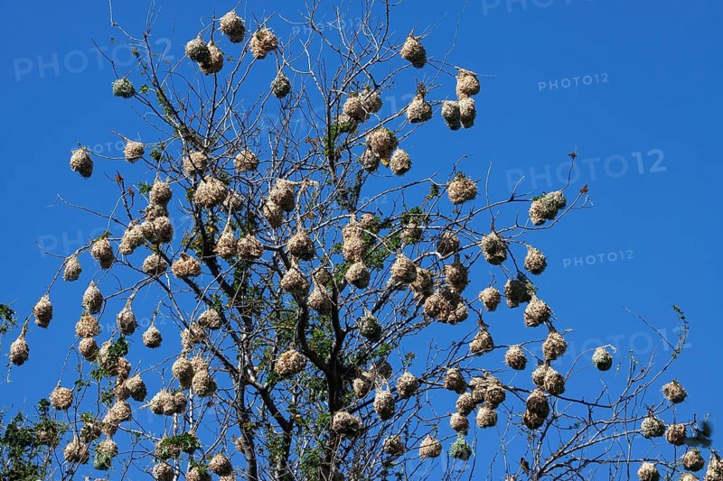 Village Weaver nests hanging in a treetop