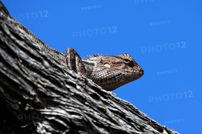 Central Bearded Dragon (Pogona vitticeps) perched on a branch