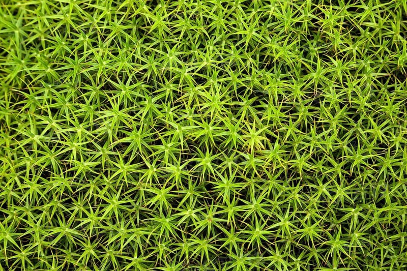 Common Haircap Moss or Great Golden Maidenhair (Polytrichum commune)