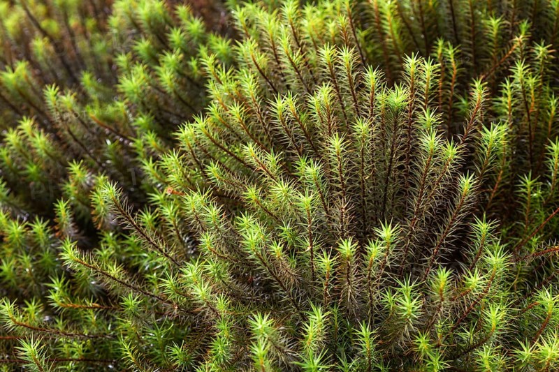 Common Haircap Moss or Great Golden Maidenhair (Polytrichum commune)