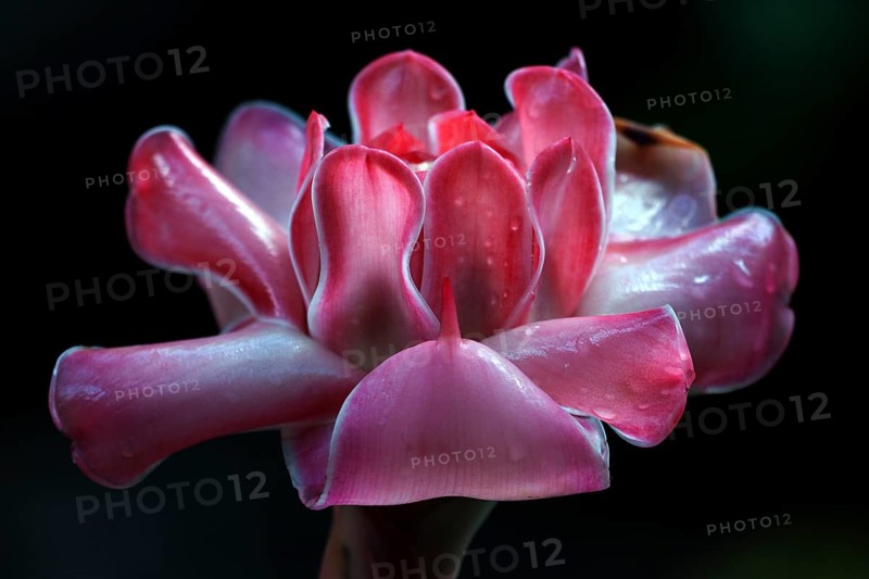 Torch Ginger (Etlingera elatior)