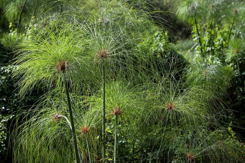 Paper reed (Cyperus papyrus)