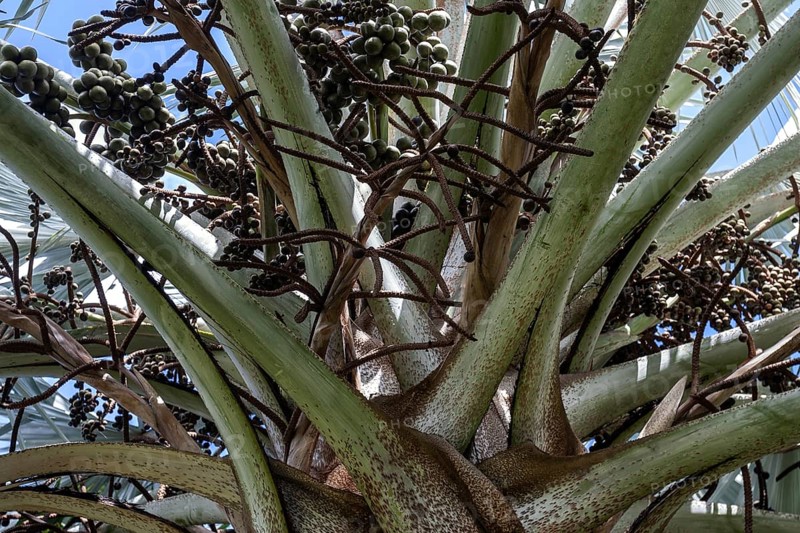 Talipot palm (Corypha Umbraculifera)