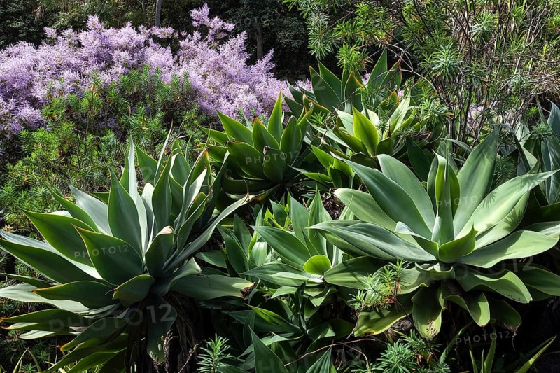 Botanical garden Jardin de Mascarin