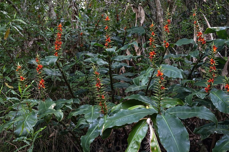 Fruit stand of Kahili ginger (Hedychium gardnerianum)
