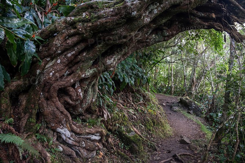 Trail through tropical vegetation in the rainforest of the Cirque de Cilaos