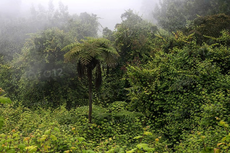 Tropical vegetation with fog