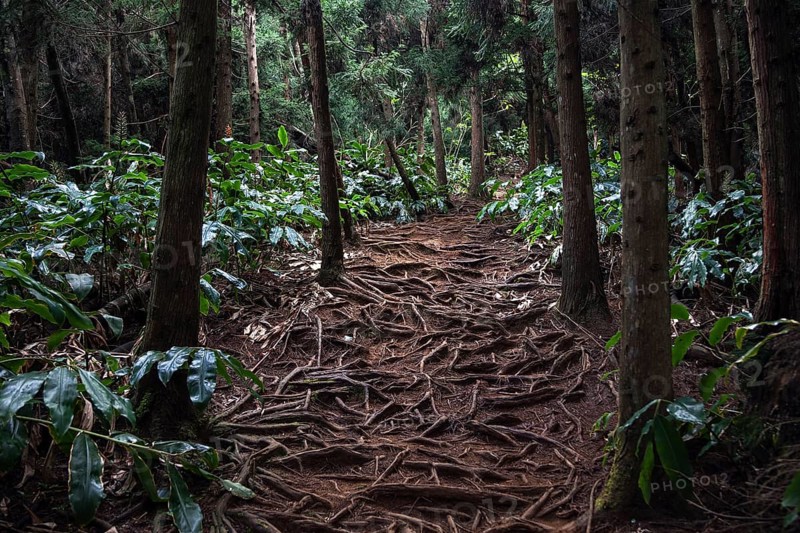 Trail over roots in the Foret des Makes forest