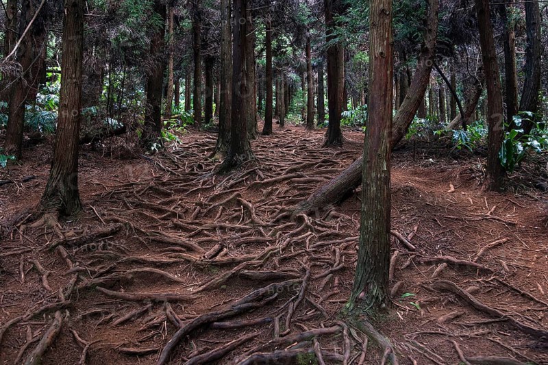 Trail over roots in the Foret des Makes forest