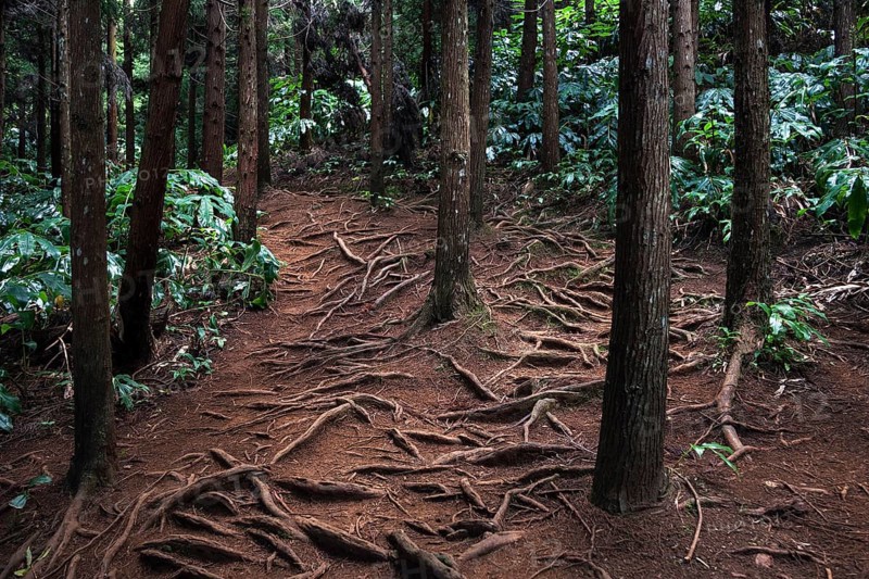 Trail over roots in the Foret des Makes forest
