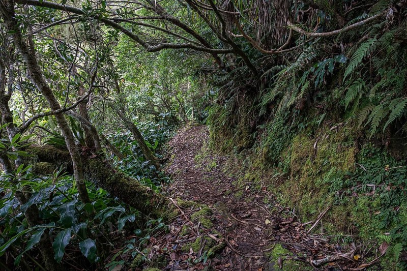 Trail with typical vegetation in the cloud forest Foret des Makes