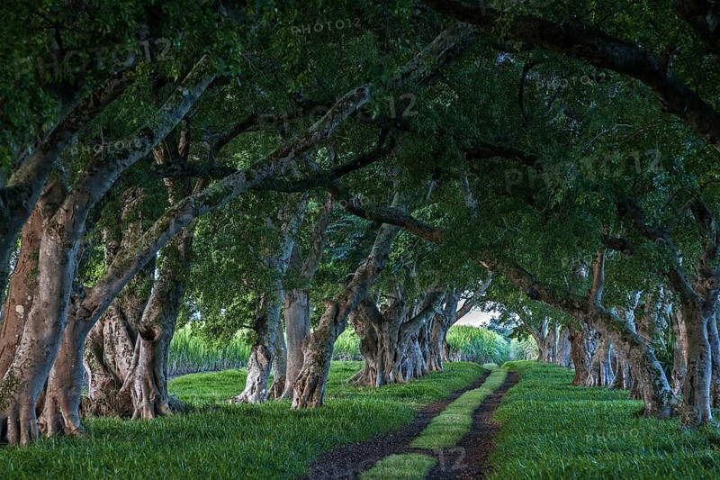 Avenue with old trees