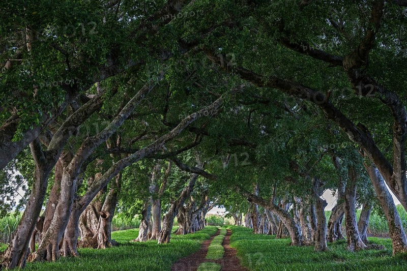 Avenue with old trees