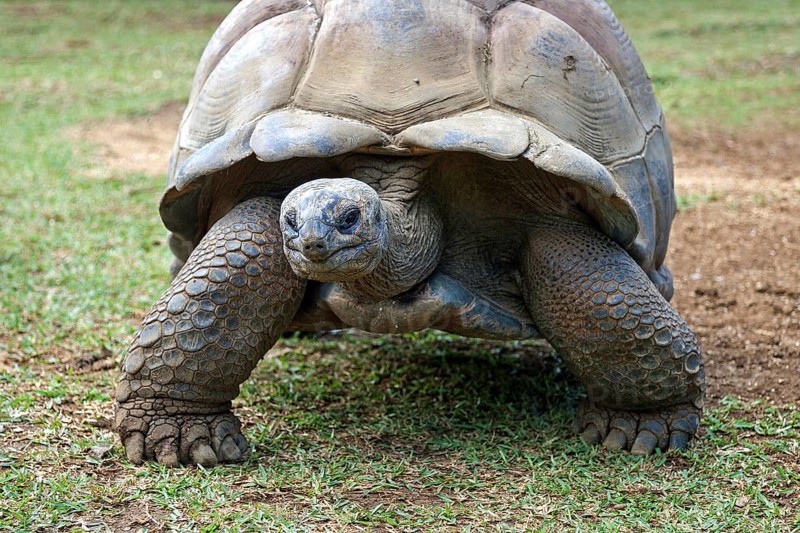 Aldabra giant tortoise (Aldabrachelys gigantea)