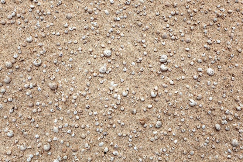 Small shells and snail shells in the sand
