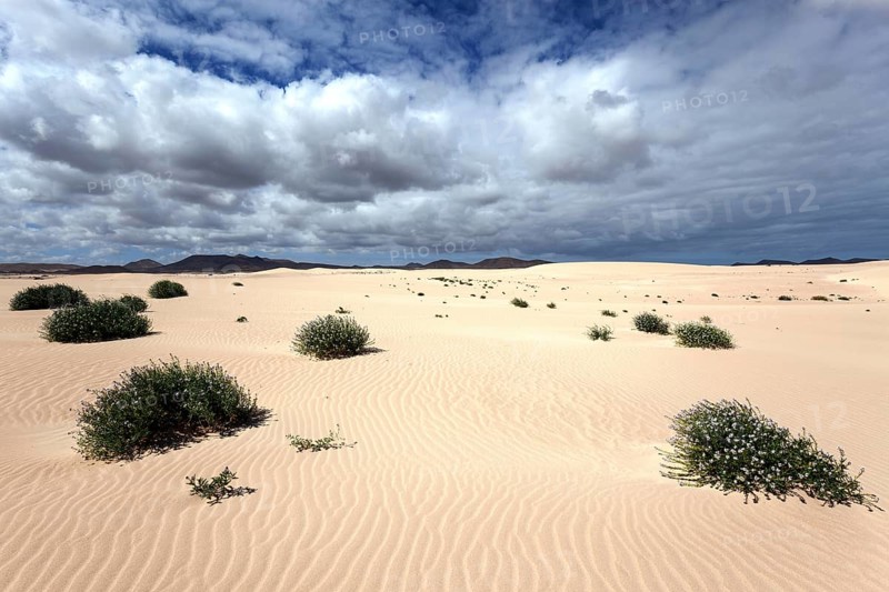 Flowering plants growing in the sand dunes