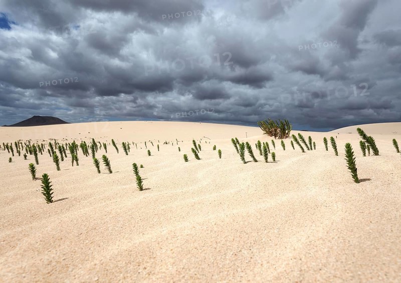 Ononis natrix (Ononis natrix) in the sand dunes