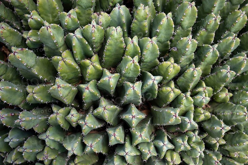 Resin spurge (Euphorbia resinifera)