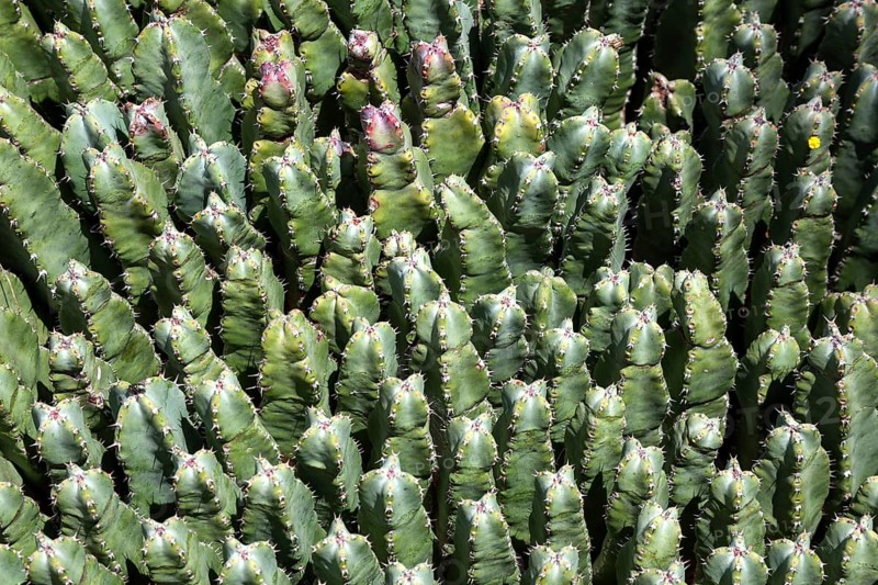 Resin spurge (Euphorbia resinifera)