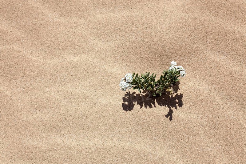 Flowering plant in the sand dunes