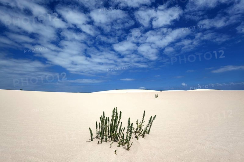 Ononis natrix (Ononis natrix) in the wandering dunes of El Jable