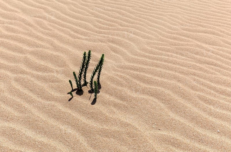 Ononis natrix (Ononis natrix) in the wandering dunes of El Jable