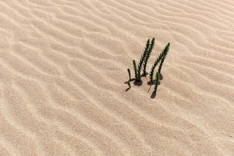 Ononis natrix (Ononis natrix) in the wandering dunes of El Jable