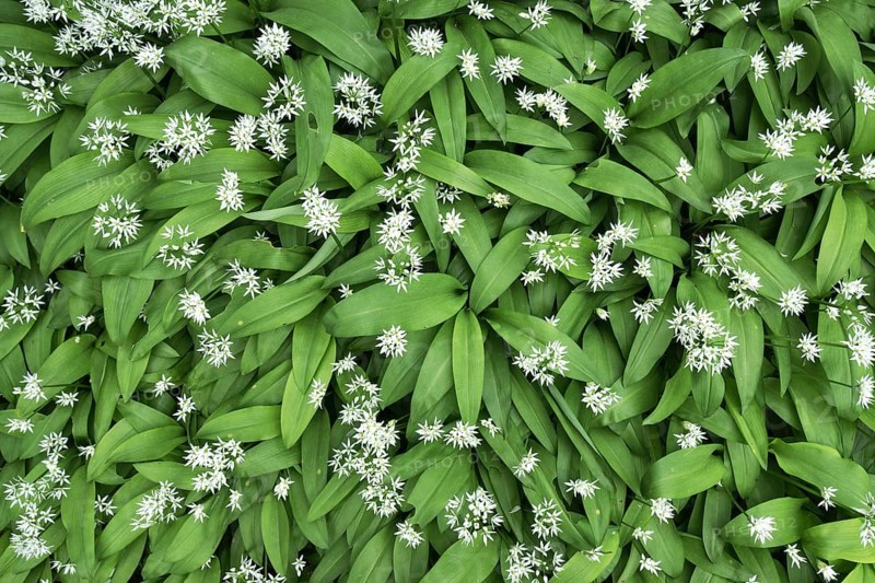 Wild garlic (Allium ursinum) with flowers