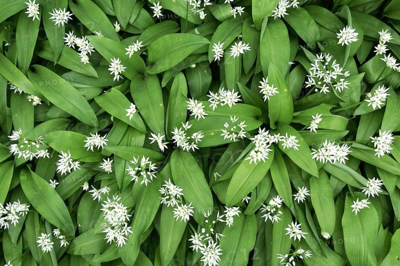 Wild garlic (Allium ursinum) with flowers