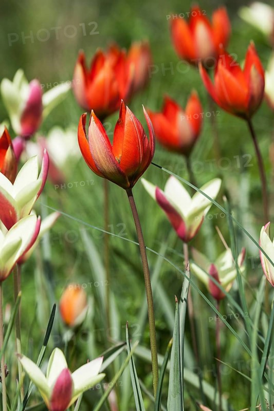 Red tulips (Tulipa orphanidea)