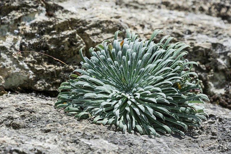 Pyrenean Saxifrage (Saxifraga longifolia)