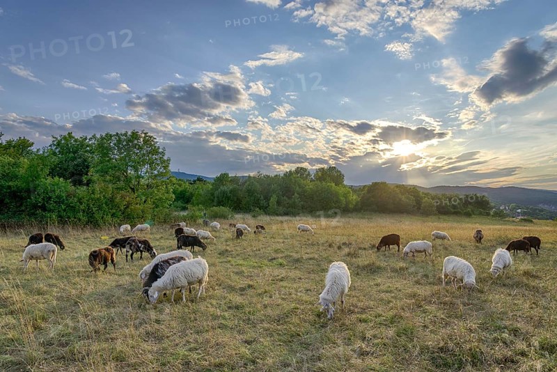 Flock of sheep