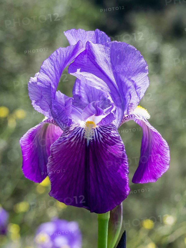 English iris (Iris latifolia)