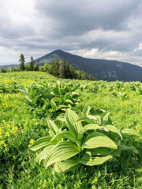 White hellebore (Veratrum album)