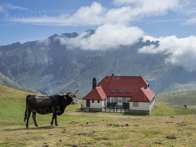 Bull in front of Chalet Real