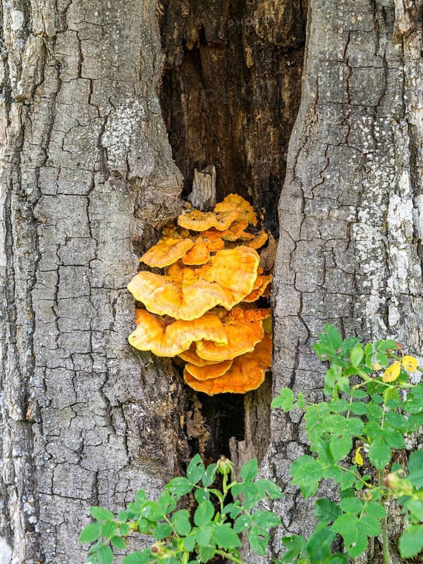 Yellow tree sponge in an oak trunk (Quercus)
