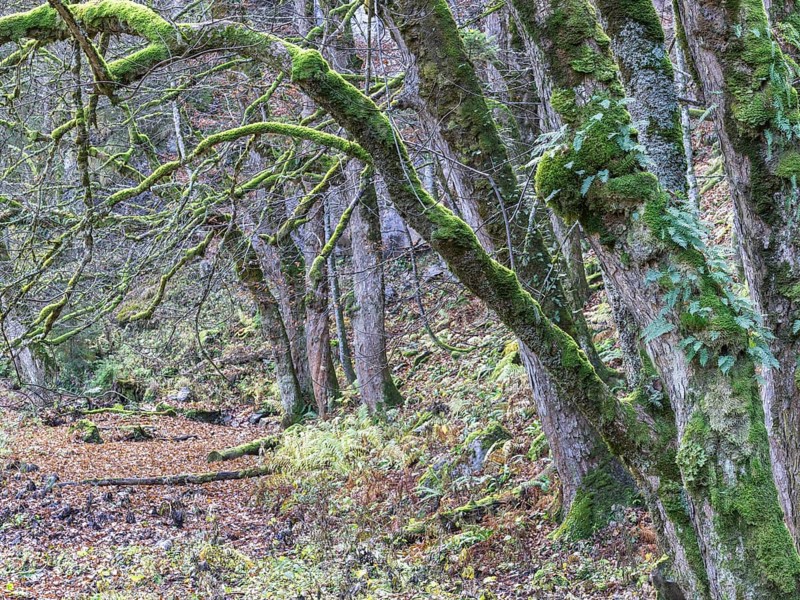 Mossy trees in Hartlgraben