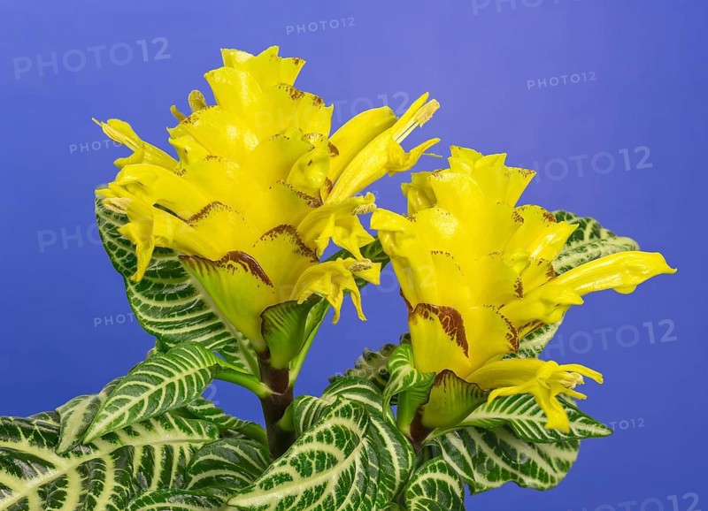 Aphelandra (Aphelandra sp.) flower