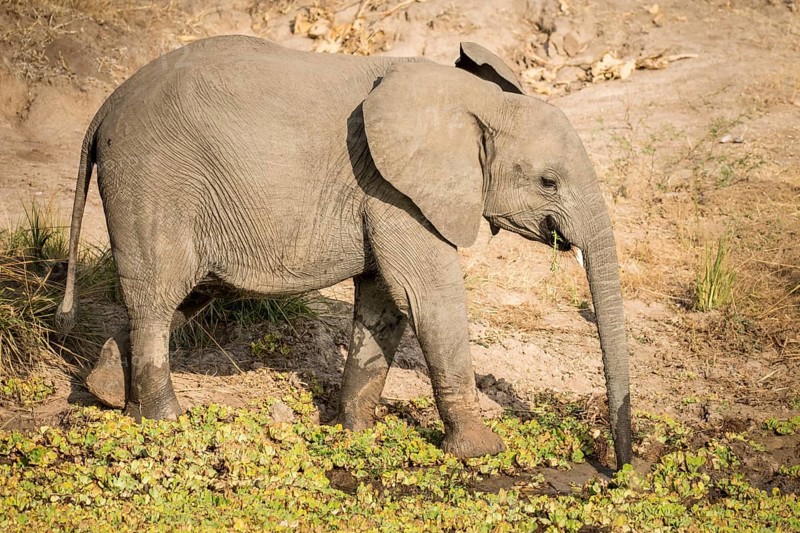 African Elephant (Loxodonta africana) drinking at a waterhole