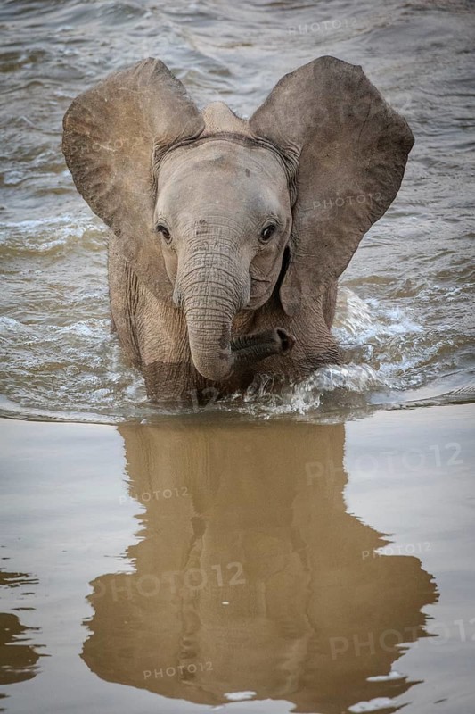 African Elephant (Loxodonta africana) crossing a river
