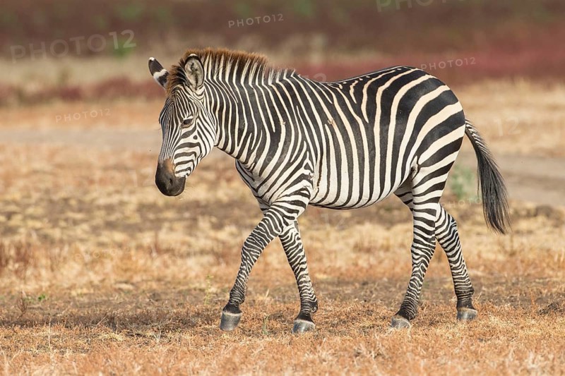 Crawshay's zebra (Equus quagga crawshaii)