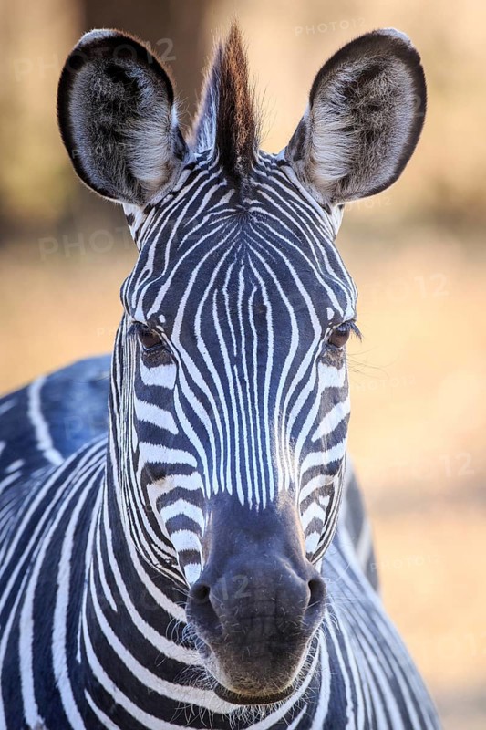 Crawshay's zebra (Equus quagga crawshaii)
