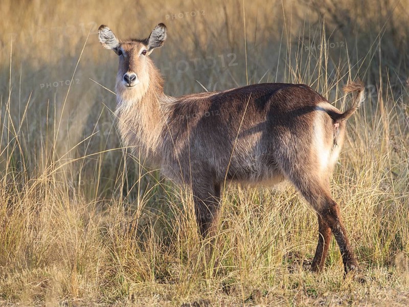 Waterbuck (Kobus ellipsiprymnus)