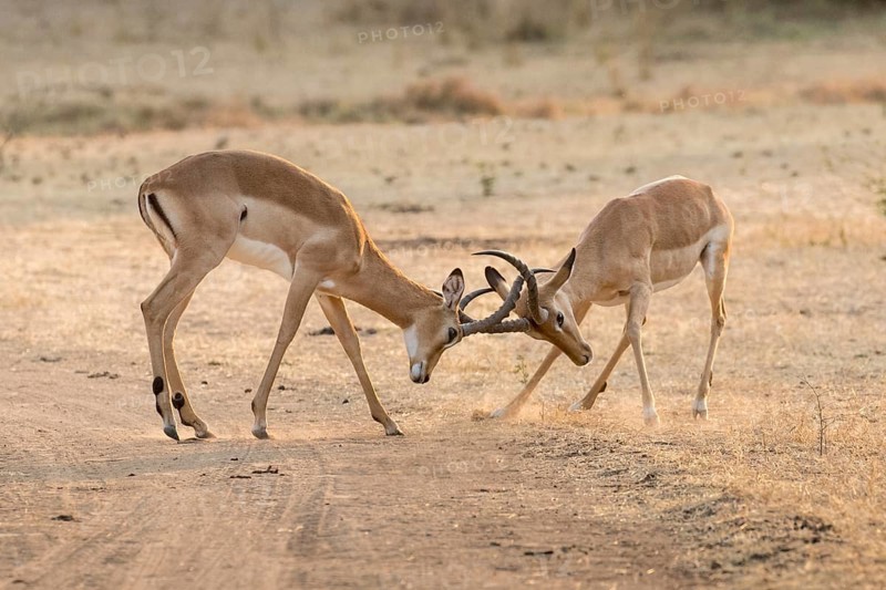 Impalas (Aepyceros melampus)